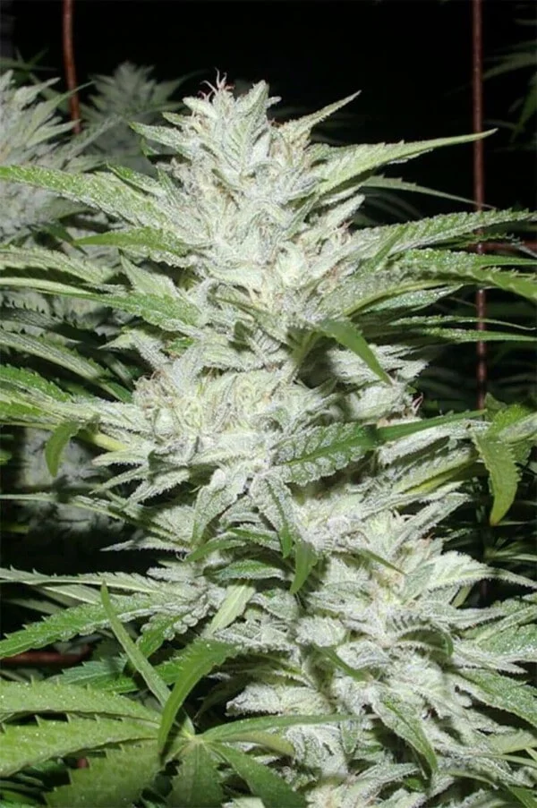 Digital-Genetics-SnowFire-Isisi-Kush-Regolar-Cannabis-Seeds-Annibale-Seedshop