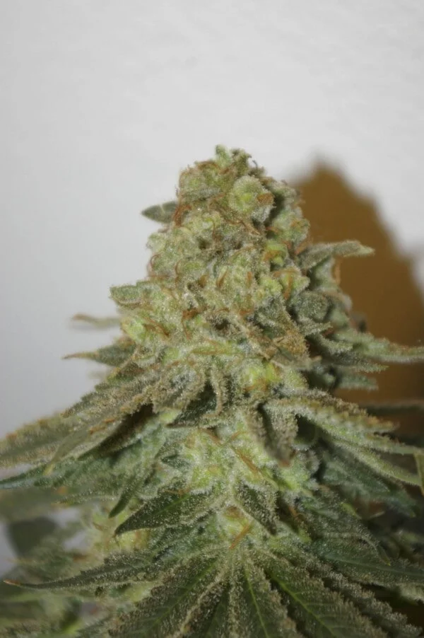 The Durban Special Regolare - Digital Genetics - immagine 2