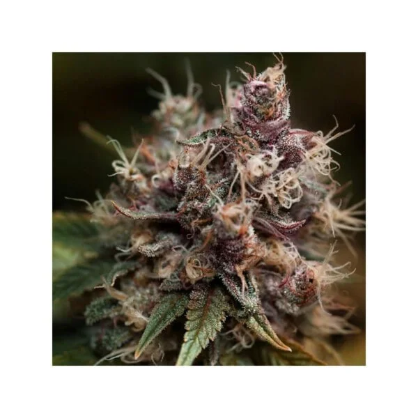 Dutch-Passion-Blueberry-Feminized-Cannabis-Seeds-Annibale-Seedshop-3