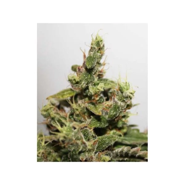 Dutch-Passion-CBD-Kush-Feminized-Cannabis-Seeds-Annibale-Seedshop-2