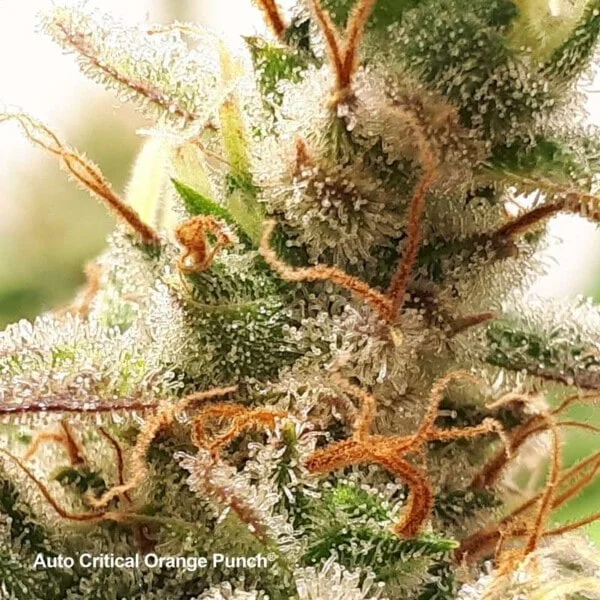 Dutch-Passion-Critical-Orange-Punch-Auto-Feminized-Cannabis-Seeds-Annibale-Seedshop-2