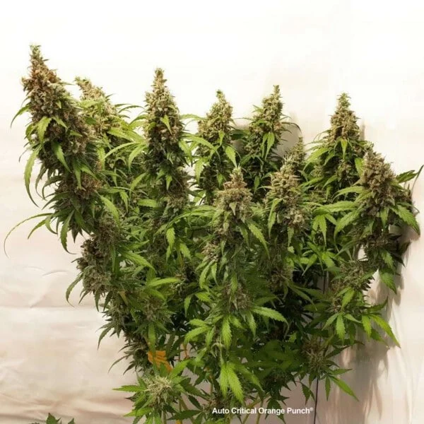 Dutch-Passion-Critical-Orange-Punch-Auto-Feminized-Cannabis-Seeds-Annibale-Seedshop-4