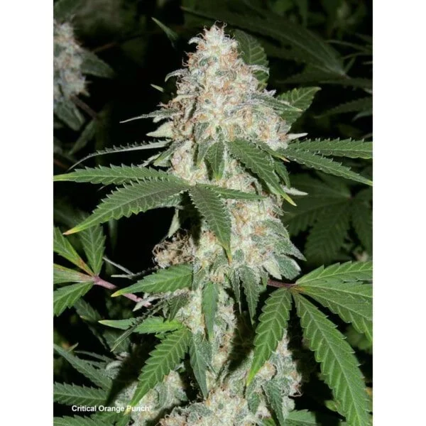 Dutch-Passion-Critical-Orange-Punch-Feminized-Cannabis-Seeds-Annibale-Seedshop-2