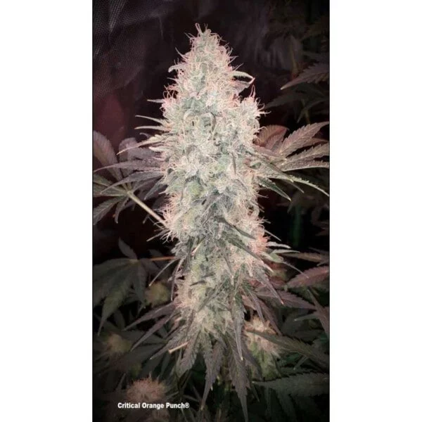 Dutch-Passion-Critical-Orange-Punch-Feminized-Cannabis-Seeds-Annibale-Seedshop-3