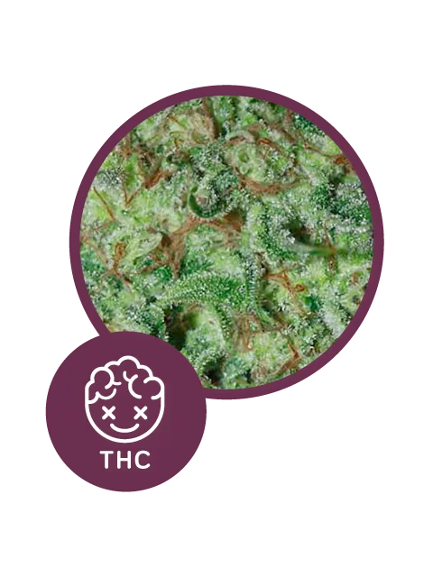 Elite-Seeds-Bestal-Skunk-Feminized-Cannabis-Seeds-Annibale-Seedshop