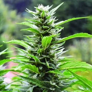 Emerald-Triangle-Blueberry-Headband-CBD-Feminized-Cannabis-Seeds-Annibale-Seedshop