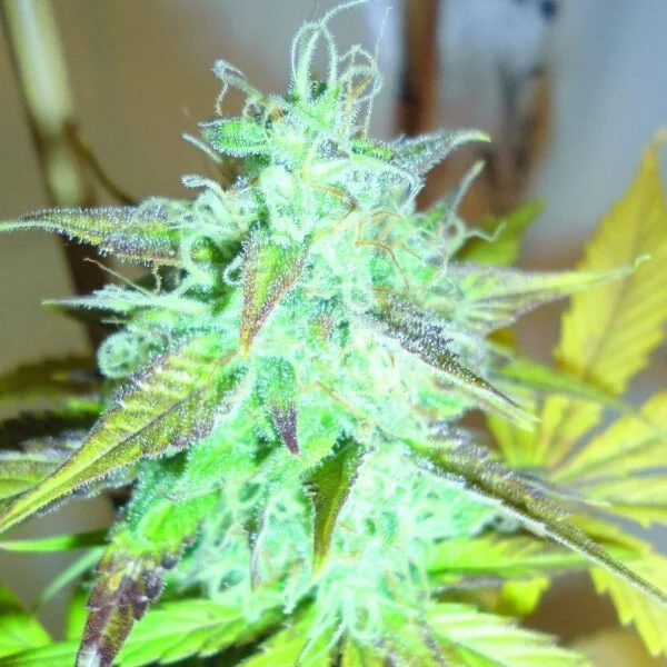 Emerald-Triangle-Lemon-Haze-Autoflowering-Feminized-Cannabis-Seeds-Annibale-Seedshop