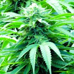 Emerald-Triangle-Trinity-Kush-Feminized-Cannabis-Seeds-Annibale-Seedshop