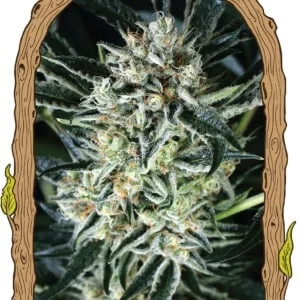 Exotic-Seeds-Jelly-Bananen-Feminized-Cannabis-Seeds-Annibale-Seedshop