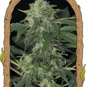 Exotic-Seeds-Jungle-Fever-Feminized-Cannabis-Seeds-Annibale-Seedshop