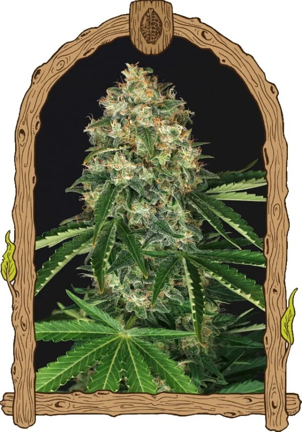 Exotic-Seeds-Mango-Cream-Regolar-Cannabis-Seeds-Annibale-Seedshop