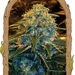 Exotic-Seeds-Z-Z-Feminized-Cannabis-Seeds-Annibale-Seedshop