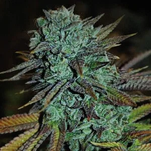 Expert-Seeds-Expert-Gorilla-Feminized-Cannabis-Seeds-Annibale-Seedshop