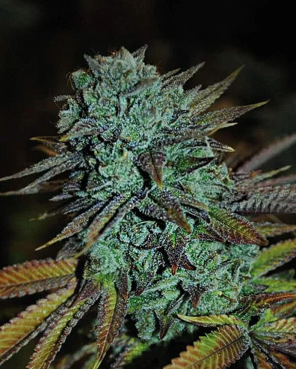 Expert-Seeds-Expert-Gorilla-Feminized-Cannabis-Seeds-Annibale-Seedshop