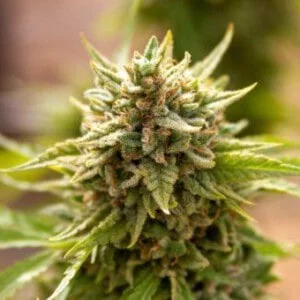 Expert-Seeds-Fruit-Salad-Feminized-Cannabis-Seeds-Annibale-Seedshop