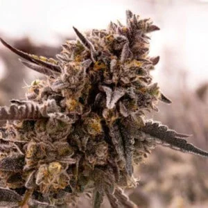 Expert-Seeds-Gorilla-Cookies-Feminized-Cannabis-Seeds-Annibale-Seedshop