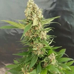 Expert-Seeds-Gorilla-Ice-Cream-Feminized-Cannabis-Seeds-Annibale-Seedshop