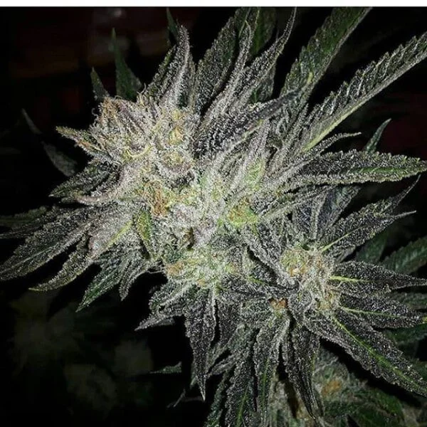 Expert-Seeds-Gorilla-White-Widow-Feminized-Cannabis-Seeds-Annibale-Seedshop