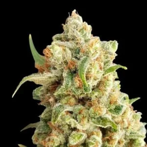 Expert-Seeds-New-York-Diesel-Autoflowering-Feminized-Cannabis-Seeds-Annibale-Seedshop