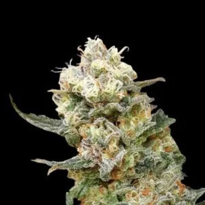 Expert-Seeds-Zkittlez-Glue-Feminized-Cannabis-Seeds-Annibale-Seedshop