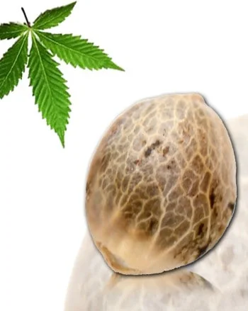 Guillotine Autofiorente - French Touch Seeds - immagine 2