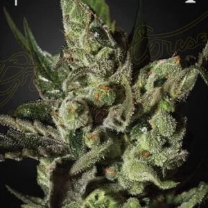 Green-House-Seeds-Exodus-Cheese-Feminized-Cannabis-Seeds-Annibale-Seedshop