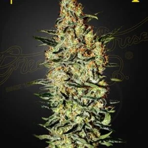 Green-House-Seeds-Neville_s-Haze-Feminized-Cannabis-Seeds-Annibale-Seedshop