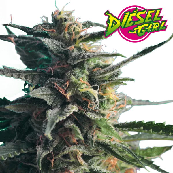 Hero-Seeds-Diesel-Girl-Feminized-Cannabis-Seeds-Annibale-Seedshop