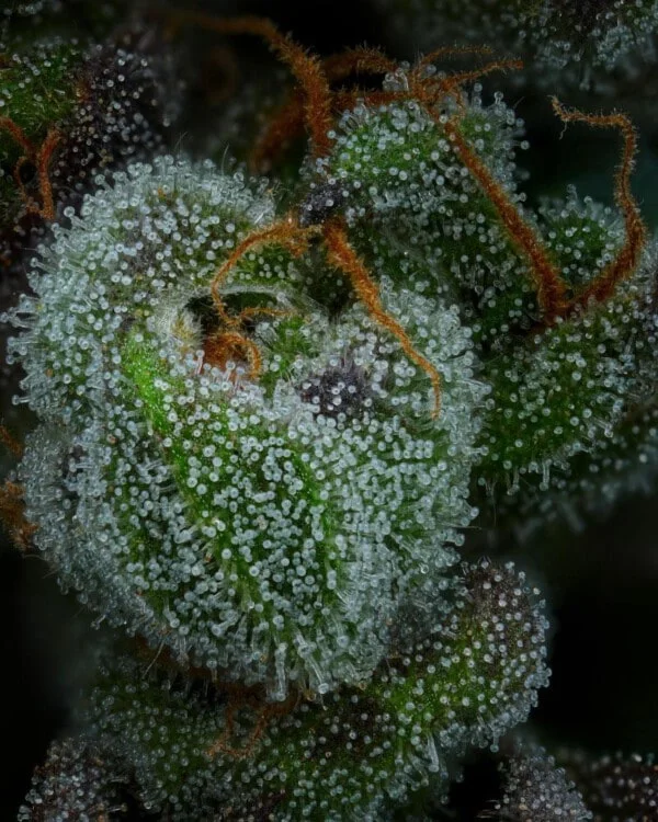 All Gas OG Femminizzata - Humboldt Seeds Company - immagine 2