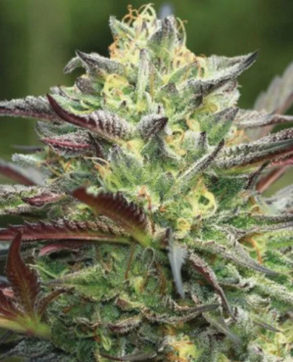 All Gas OG Femminizzata - Humboldt Seeds Company - immagine 3