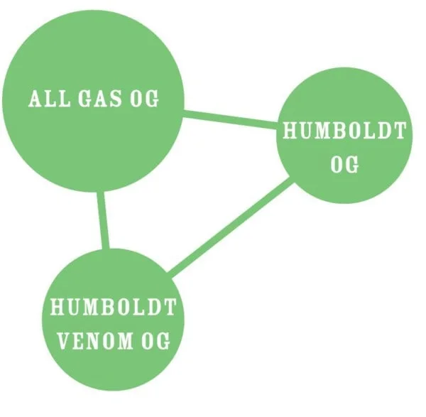 All Gas OG Femminizzata - Humboldt Seeds Company - immagine 4