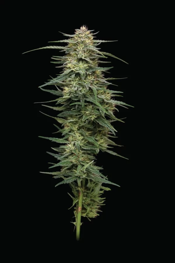 Humboldt-Seed-Company-Raspberry-Parfait-Feminized-Cannabis-Seeds-Annibale-Seedshop