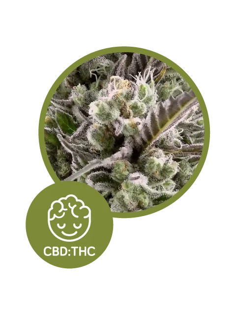Llimonet Haze Classic CBD Feminized - Elite Seeds - Image 3