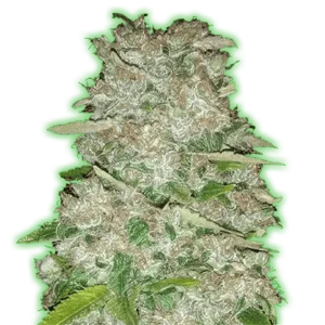 Monster-Genetics-Monster-Bruce-Banner-Auto-Feminized-Cannabis-Seeds-Annibale-Seedshop