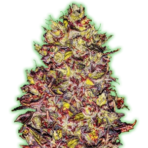 Monster-Genetics-Monster-Gelato-Feminized-Autoflowering-Cannabis-Seeds-Annibale-Seedshop