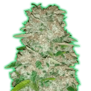 Monster-Genetics-Monster-Gorilla-Glue-Feminized-Cannabis-Seeds-Annibale-Seedshop