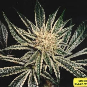 Mr-Nice-Black-Widow-Regolar-Cannabis-Seeds-Annibale-Seedshop