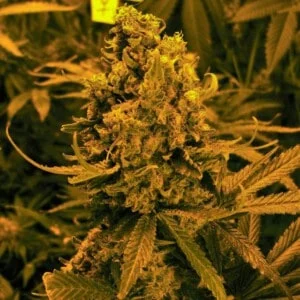 Nirvana-Blueberry-Kush-Auto-Feminized-Cannabis-Seeds-Annibale-Seedshop