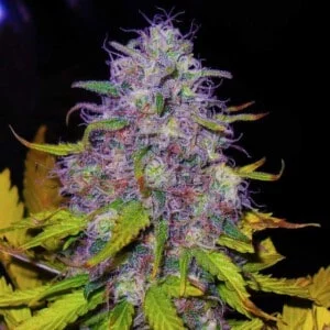 Nirvana-Jock-Horror-Feminized-Cannabis-Seeds-Annibale-Seedshop