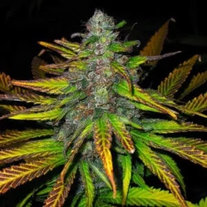 Nirvana-Jock-Horror-Regular-Cannabis-Seeds-Annibale-Seedshop