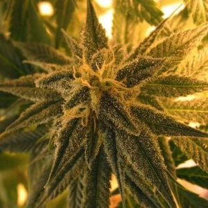 Nirvana-Mango-Skunk-Regular-Cannabis-Seeds-Annibale-Seedshop