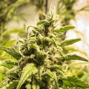 Nirvana-Somango-XXL-Feminized-Cannabis-Seeds-Annibale-Seedshop