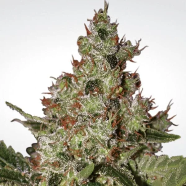 Acid Feminized - Paradise Seeds - Image 2