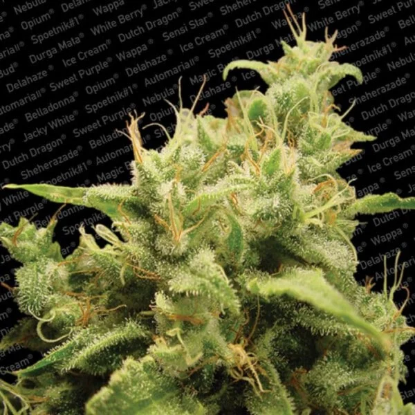 Opium Feminized - Paradise Seeds - Image 2