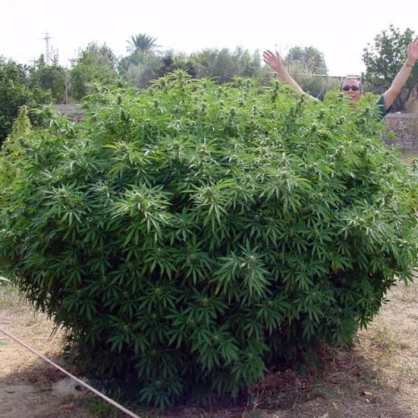 Opium Feminized - Paradise Seeds - Image 3