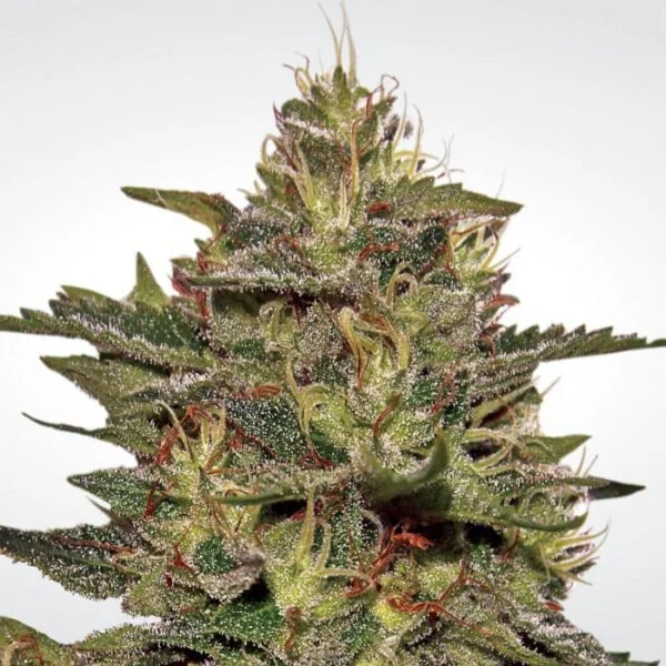 Paradise-Seeds-Original-Cheese-IBL-Feminized-Cannabis-Seeds-Annibale-Seedshop