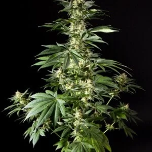 Philosopher-Seeds-Diesel-Tangie-Feminized-Cannabis-Seeds-Annibale-Seedshop