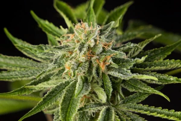 Lemon OG Candy Femminizzata - Philosopher Seeds - immagine 2