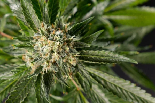 Lemon OG Candy Femminizzata - Philosopher Seeds - immagine 3