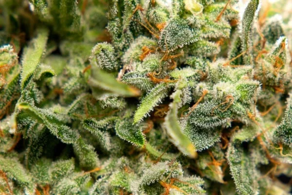 Lemon OG Candy Femminizzata - Philosopher Seeds - immagine 4